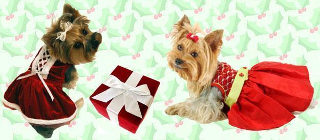 Are your pet ready for winter holidays?